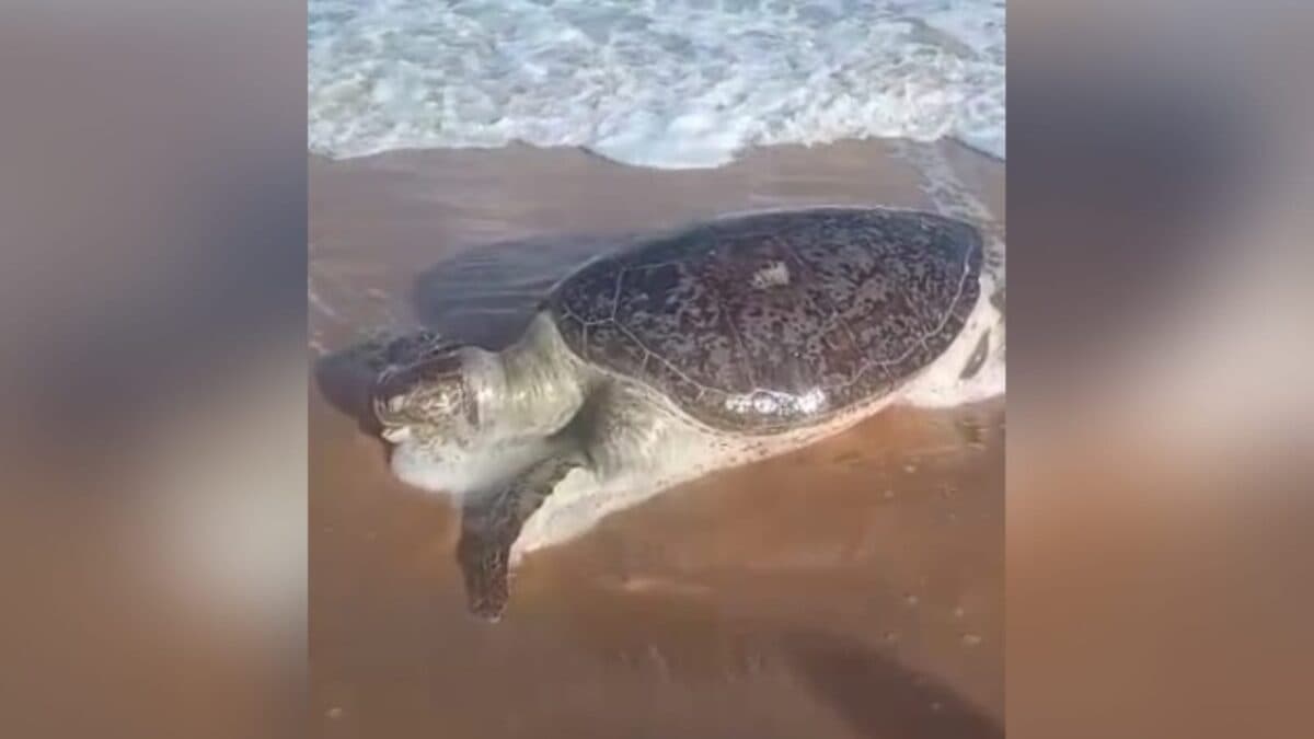 Banhistas encontram tartaruga gigante morta na Praia de Manaíra, em João Pessoa