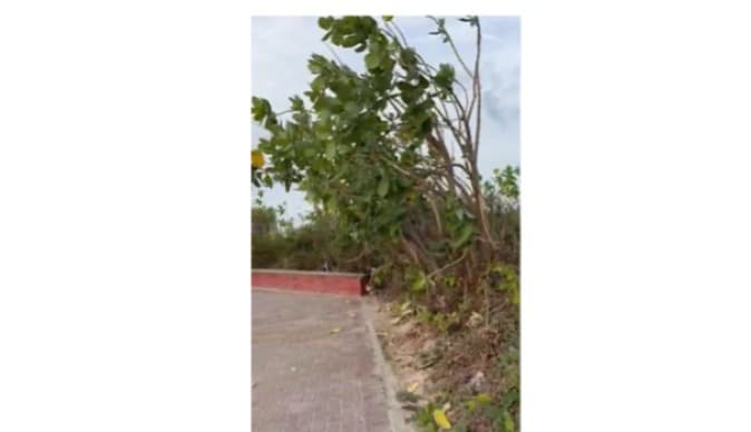 Banhistas reclamam de abandono em área de vegetação na praia do Bessa: "tomando conta"