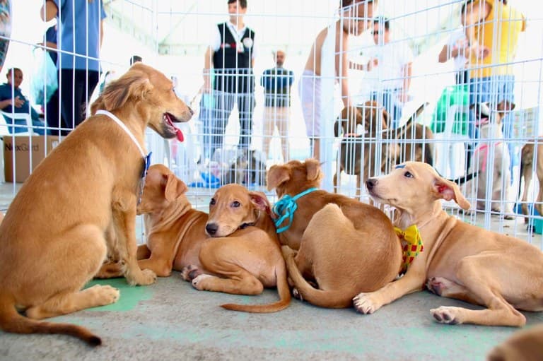 Paraíba Pet oferece 120 vagas para castração gratuita de cães e gatos em João Pessoa